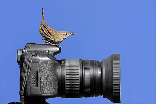 鸟,摄影