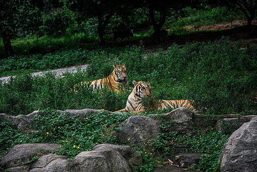 野生动物园里草丛中的两只老虎