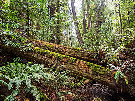 下落,树,红杉,自然保护区,加利福尼亚,美国,北美