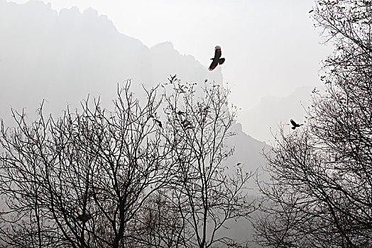 乌鸦,树林,山脉,飞翔