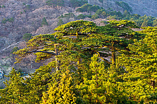 黄山,自然风光