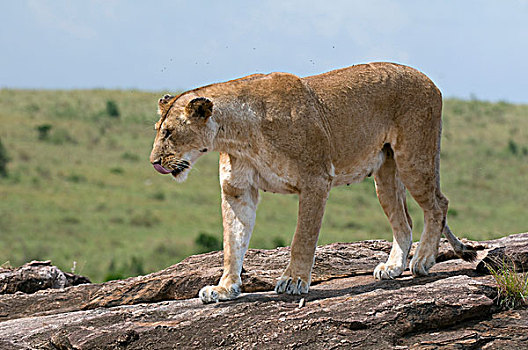 雌狮,马赛马拉国家保护区,肯尼亚,非洲