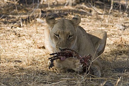 母狮,狮子,捕食,莫瑞米,野生动植物保护区,博茨瓦纳,非洲