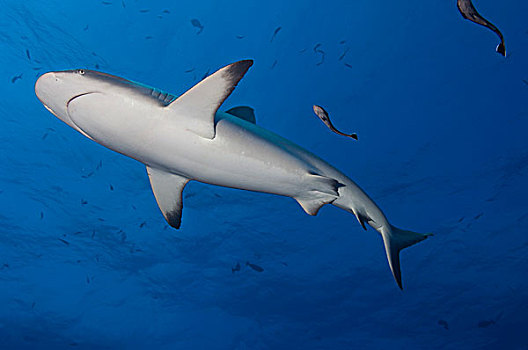 灰礁鲨,鮣鱼,巴布亚新几内亚