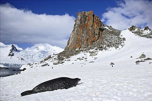 威德尔海豹,半月,岛屿,南设得兰群岛,南极