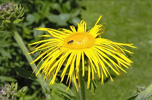 花,孤单,蜜蜂