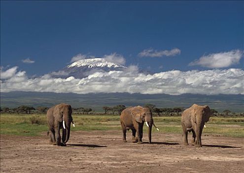 肯尼亚,安伯塞利国家公园,雄性