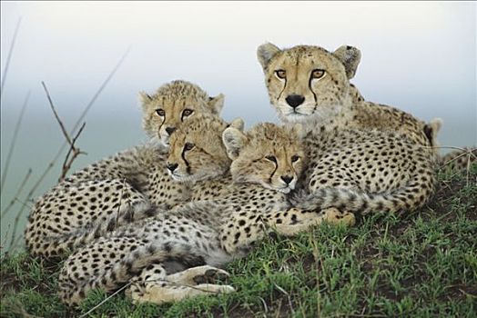 印度豹,猎豹,成年,女性,幼兽,休息,蚁丘,晚间,马赛马拉国家保护区,肯尼亚