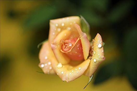 黄玫瑰,蔷薇科,粉色,芽,露珠