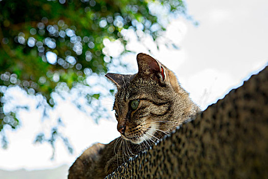 台湾观光景点猴硐猫村,猫村小路上的可爱的猫猫