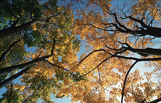 树,秋色,新英格兰,美国