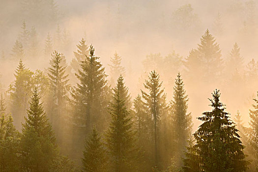 晨雾,树林,沃尔夫拉策豪森,上巴伐利亚,巴伐利亚,德国