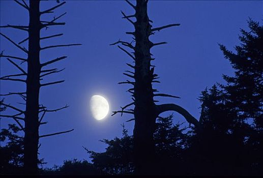 月亮,国王峡谷,国家公园,内华达山脉,美国