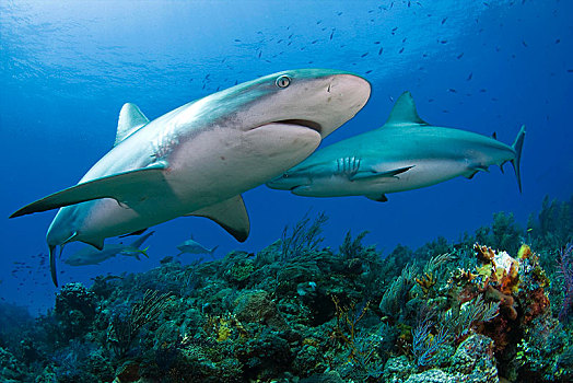 加勒比礁鲨,游动,上方,珊瑚礁,大巴哈马岛,巴哈马,中美洲