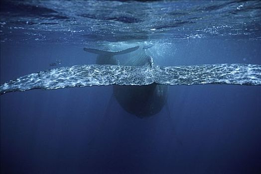 驼背鲸,大翅鲸属,鲸鱼,夏威夷,提示,照相