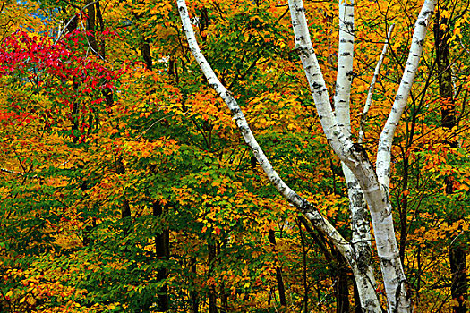 秋天,小路,州立公园,新罕布什尔,美国