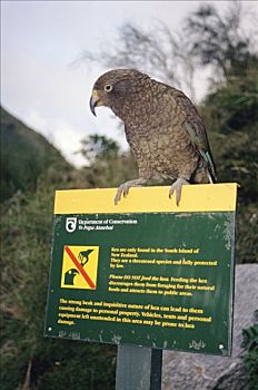 食肉鹦鹉,啄羊鹦鹉,栖息,福克斯冰川,西区国家公园,南岛,新西兰