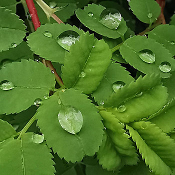 树叶花草露珠