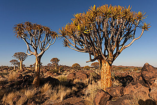抖树,二歧芦荟,树林,靠近,基特曼斯胡普,纳米比亚,非洲