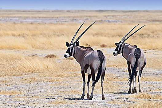 两个,漂亮,雄性,南非大羚羊,羚羊,大草原,埃托沙国家公园,纳米比亚