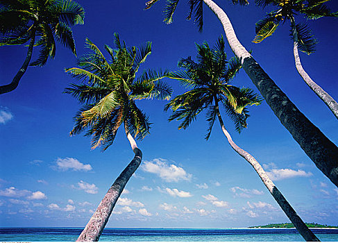 棕榈树,马尔代夫,印度洋