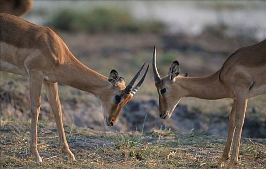 黑斑羚,雄性,争斗,乔贝国家公园,博茨瓦纳