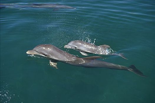 宽吻海豚,幼仔,加勒比海