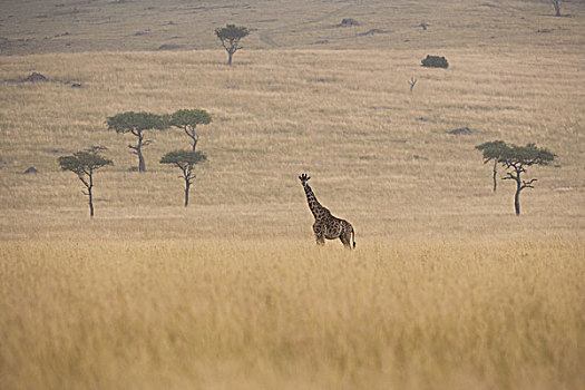 网纹长颈鹿,肯尼亚