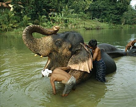 大象,动物收容院,康提,斯里兰卡