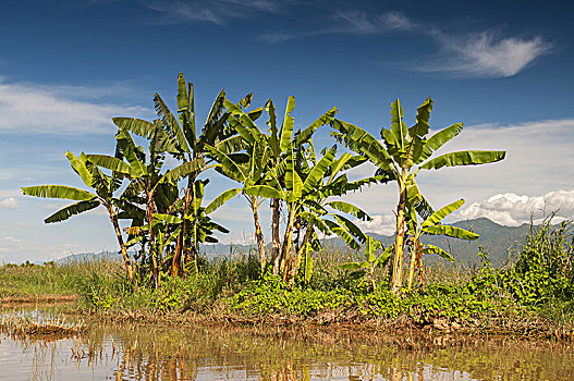 香蕉树,茵莱湖,缅甸