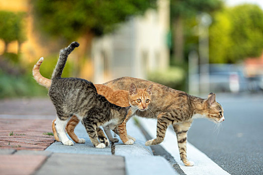 后院花园里玩耍的可爱猫眯