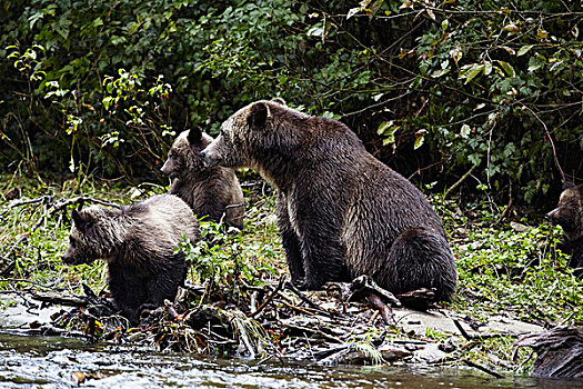 大灰熊,三个,幼兽,小湾,加拿大