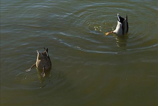 俯拍,两只,鸭子,猎捕,头部,水中