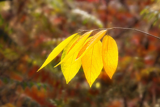 秋天里美丽漂亮的金黄色秋叶