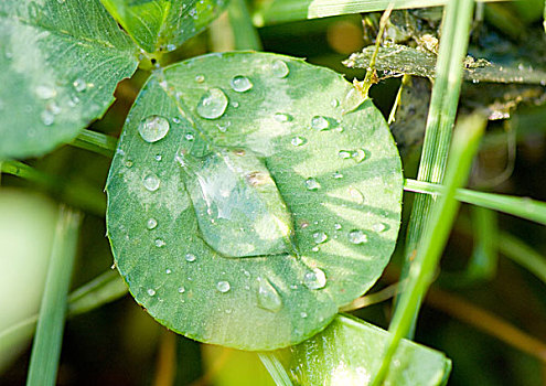 水滴,叶子