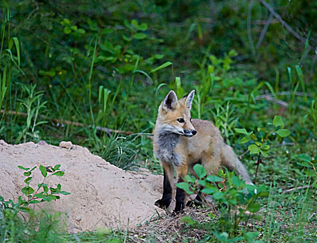 红狐,幼仔,巢穴,场所,冰川国家公园,蒙大拿