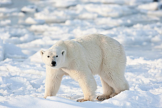 北极熊,靠近,哈得逊湾,丘吉尔市,野生动物,管理,区域,加拿大