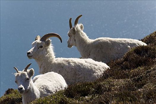 野大白羊,白大角羊,休息,绵羊,山,克卢恩湖,后面,克卢恩国家公园,育空地区,加拿大