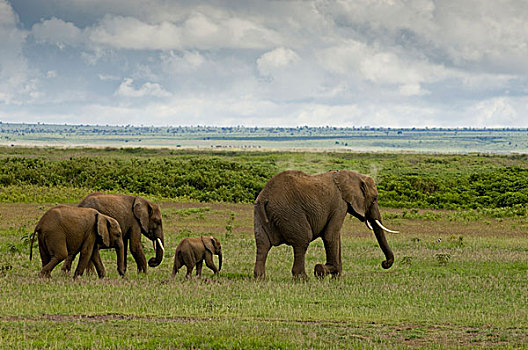安伯塞利国家公园,肯尼亚,非洲