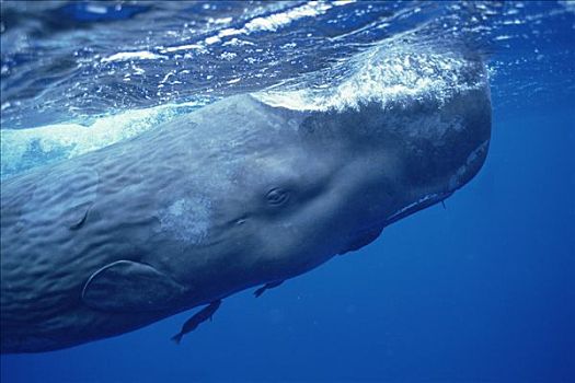 抹香鲸,成年,联结,鮣鱼,海洋,表面,多米尼加