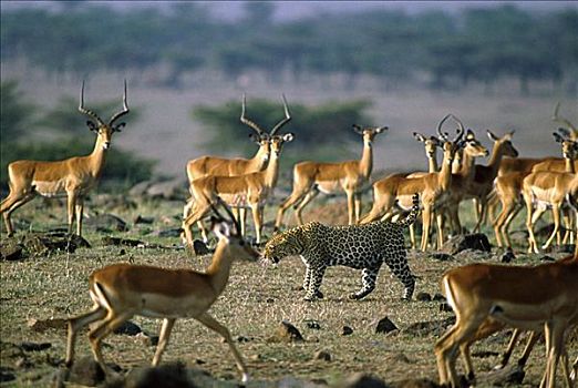 豹,黑斑羚,马塞马拉野生动物保护区,肯尼亚