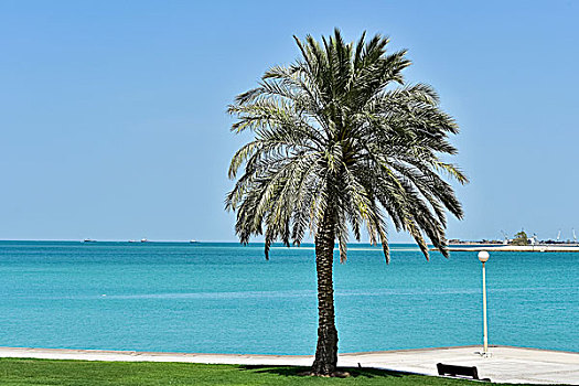 多哈,滨海路,散步场所,棕榈树,卡塔尔,亚洲