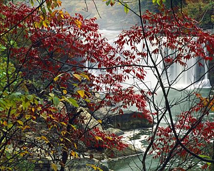 秋色,瀑布,河,州立公园,阿巴拉契亚山脉,肯塔基