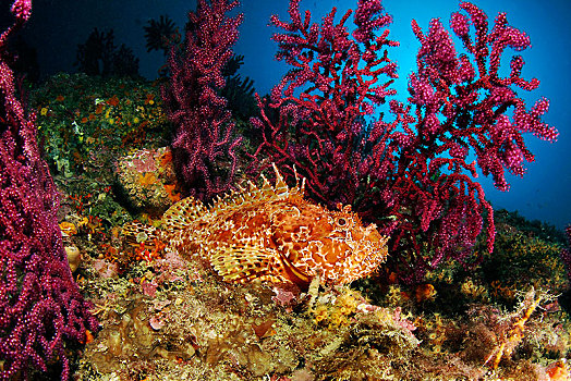 红色,鲉,卧,彩色,变化,柳珊瑚目,哥斯达黎加,西班牙,欧洲