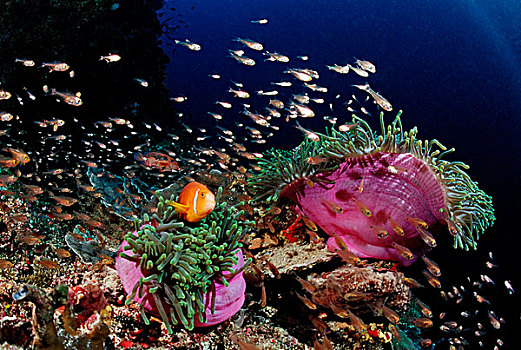 马尔代夫,葵鱼,粉色,华美,海葵,公主海葵,印度洋