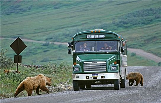 棕熊,雌性,幼兽,旁侧,旅游,长途巴士,德纳里峰国家公园,阿拉斯加,美国