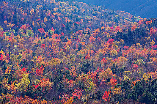俯视,树林,秋叶,晴天,怀特山,国家森林,新罕布什尔,新英格兰,美国
