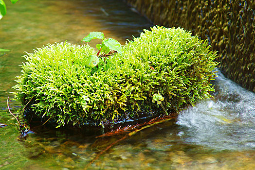 苔藓,泉水