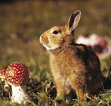 兔子,兔豚鼠属,哺乳动物,啮齿类动物,旁侧,伞菌,欧洲,动物