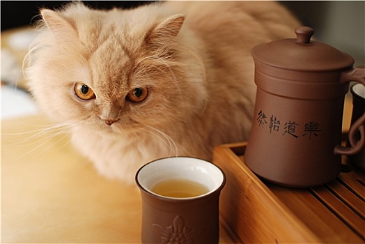 猫,坐,旁侧,中国茶